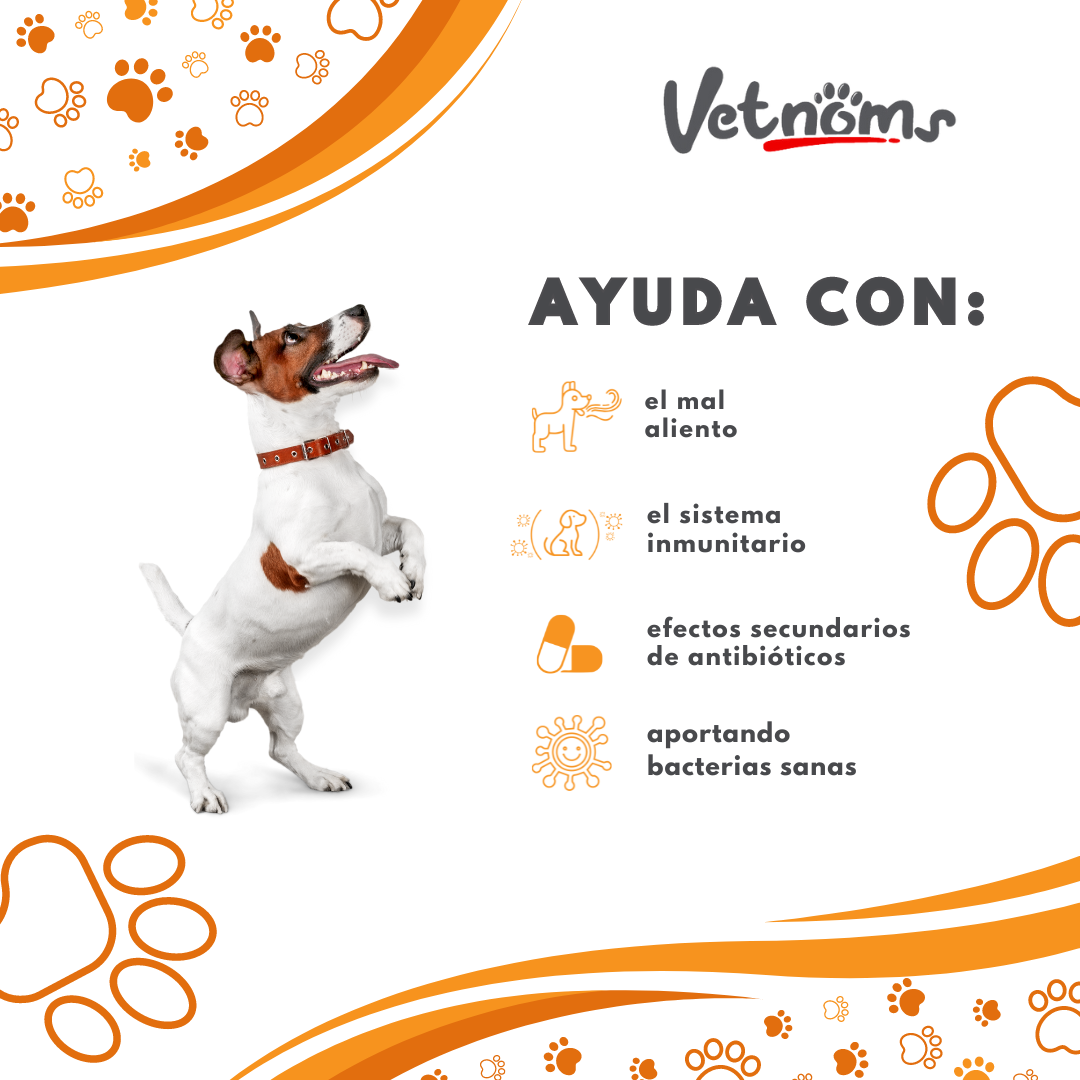 Equilibrio Digestivo Natural – Vetnoms Probióticos