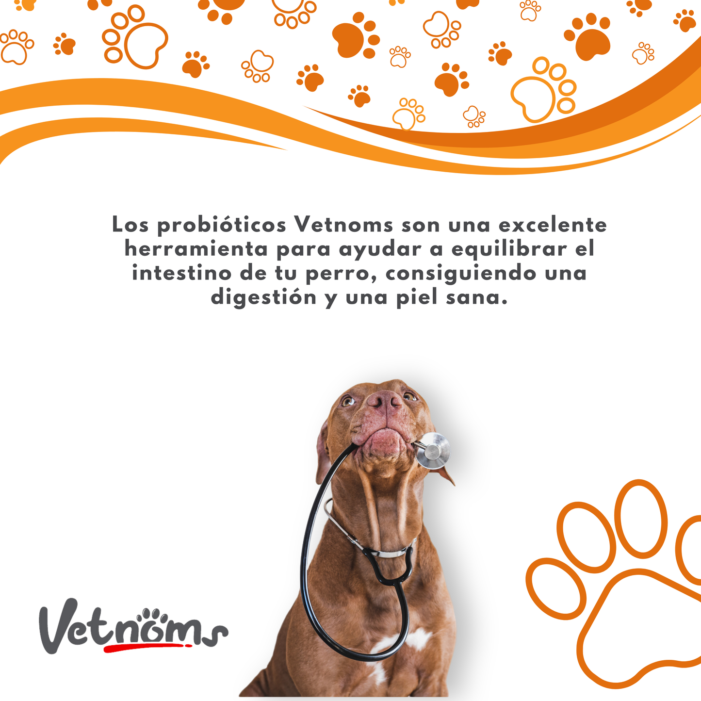 Equilibrio Digestivo Natural – Vetnoms Probióticos