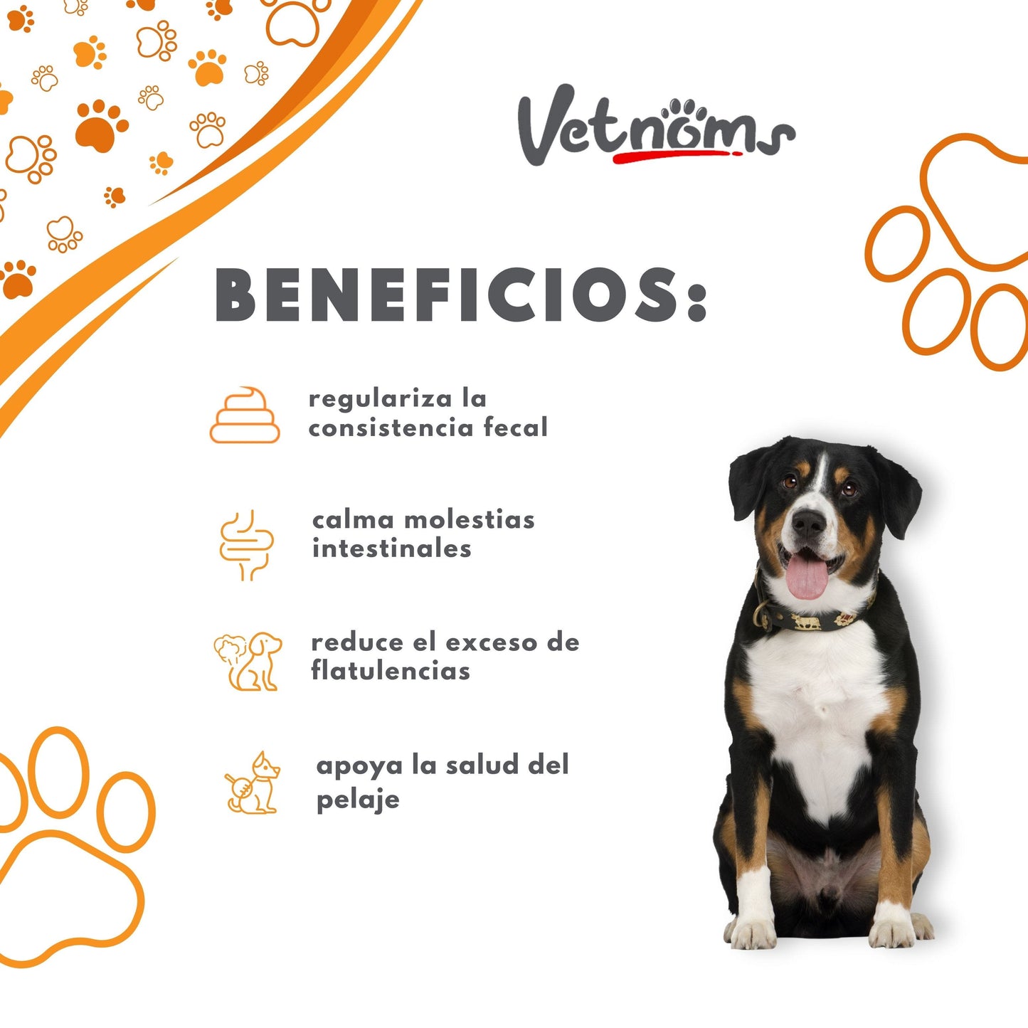 Equilibrio Digestivo Natural – Vetnoms Probióticos